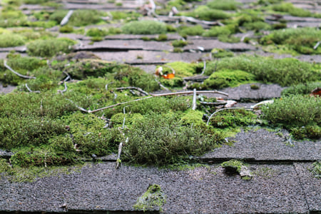 What's Eating Your Roof? The Hidden Enemies Lurking Above Your Home